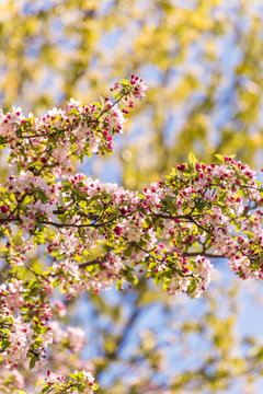 Apple Tree Blossoms

