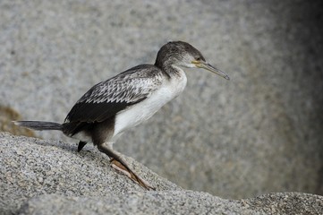 Flightless cormorant (Phalacrocorax aristotelis)