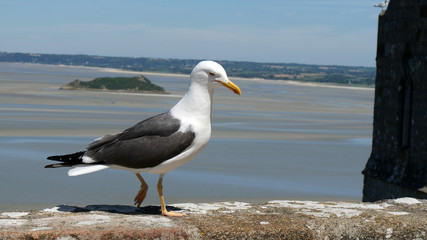 Gabbiano sull'Oceano Atlantico