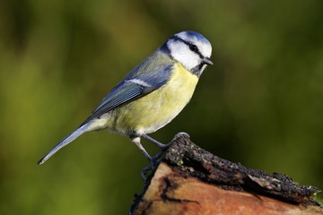 Blue tit - tits - nun - tomtit - (Parus caeruleus) (Cyanistes caeruleus)