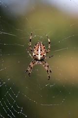 Cross spider - spiderweb with dewdrops - cross orbweaver - european garden spider (Araneus diadematus)