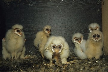 Barn Owls (Tyto alba), in a nesting box with mouse