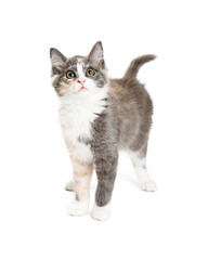 Cute Kitten on White Standing Looking Up