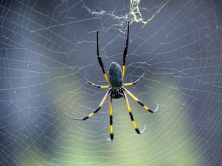 araignée bibe