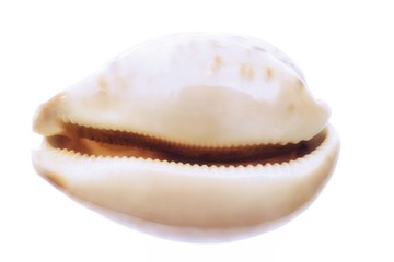 Shell, seashell