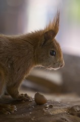 Red Squirrel (Sciurus vulgaris), Hesse, Germany, Europe