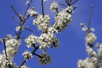 Flowering blackthorn - sloe (Prunus spinosa)