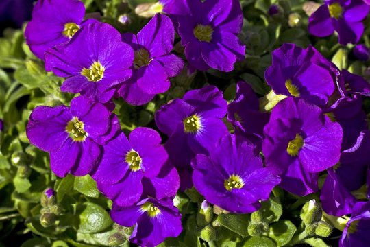 Flowering Aubretia, Cascade Purple Rock Cress (Aubrieta cultorum)