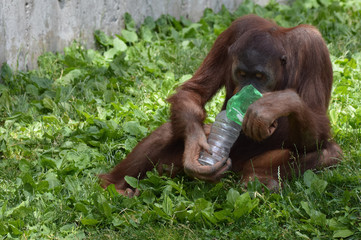 Orangutan with a bottle