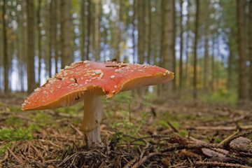 Fly agaric (Amanita muscaria var. muscaria)