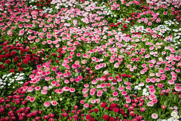Fototapeta premium background with beautiful white pink and red flowers in field