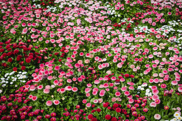 background with beautiful white pink and red flowers in field