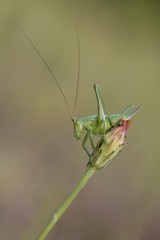 Great Green Bush-Cricket (Tettigonia viridissima)
