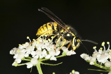 German or European Wasp (Vespula germanica)