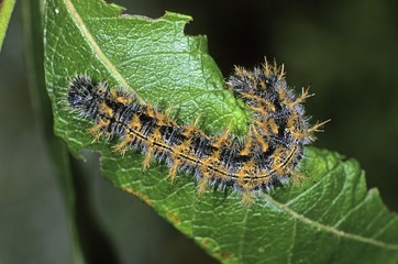 Large Tortoiseshell (Nymphalis polychloros), caterpillar