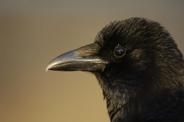 Common Raven (corvus corax)