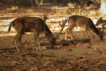 Deer buck in autumn