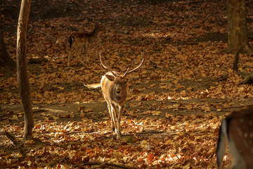 Deer buck in autumn
