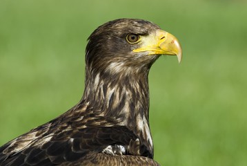 Eagle, Haliaeetus albicilla