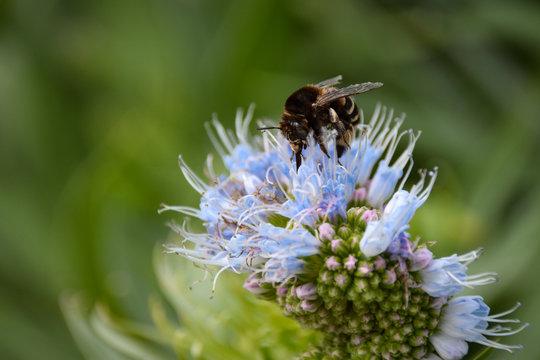 Banded bee collecting pollen on blooming echium flower