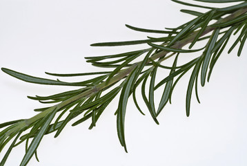Rosmary (Rosmarinus officinalis)