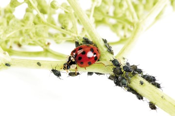 Ladybird (Coccinellidae) and Plant Lice (Aphidoidea)