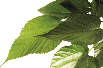 Mulberry leaves (Morus)