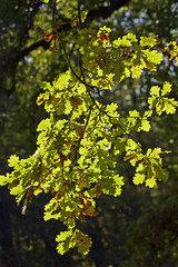 Old english oak - pedunculate oak - leaves in autumn colours - colourful foliage
