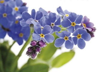 Forget-me-nots (Myosotis)