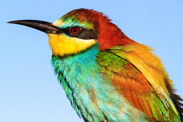 fairy-tale bird with a colorful plumage