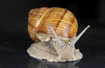 Burgundy, Roman or Edible Snail (Helix pomatia)