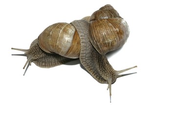 Burgundy snails, Roman snails, edible snails or escargots (Helix pomatia), mating
