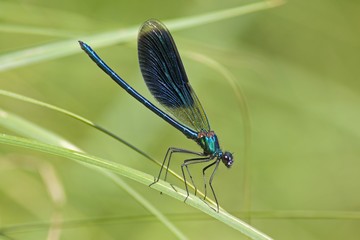 Beautiful Demoiselle (Calopteryx virgo), Luebeln, Wendland, Lower Saxony, Germany, Europe