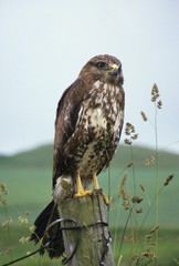 Common buzzard (Buteo buteo), (Accipitridae) at raised hide