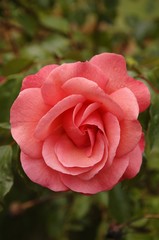 Pink rose (Rosa)