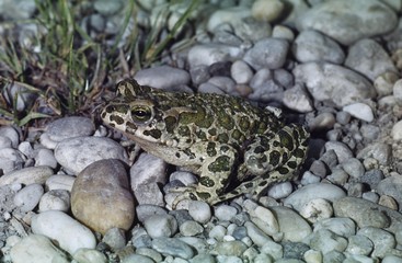 European Green Toad (Bufo viridis), Neusiedlersee (Neusiedler Lake) region, Austria, Europe
