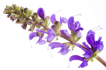 Meadow Clary (Salvia pratensis)