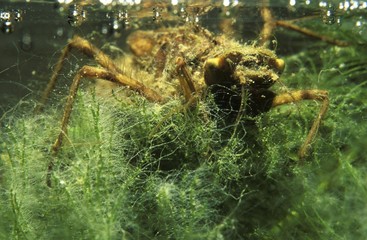 Larva of dragonfly, Libellula depressa, Germany, Europe