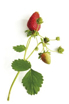 Strawberry vine