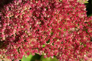 Flowering stonecrop - sedum live-forever - orpine - livelong (Sedum telephium cultivar Autumn Joy)