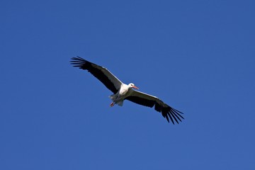 White Stork (Ciconia ciconia), Adebar, in flight