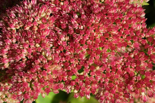 Flowering stonecrop - sedum live-forever - orpine - livelong (Sedum telephium cultivar Autumn Joy)