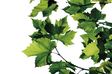 Maple leaves (Aceraceae)