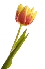 Naklejka premium Tulips (tulipa)