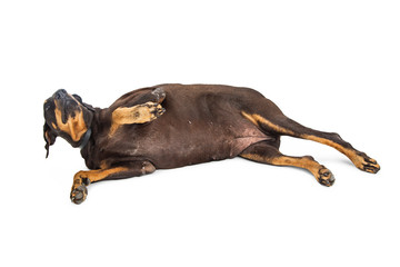 Fat Large Breed Dog Lying on Side