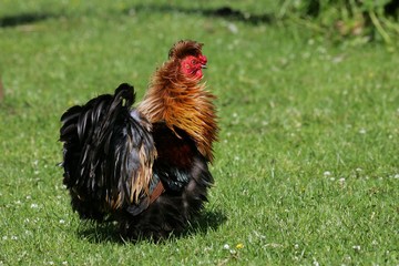 Cock (Gallus gallus domesticus)