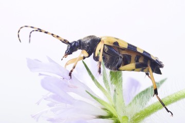 Longhorn Beetle (Rutpela maculata)