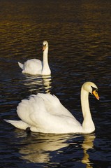 Mute Swans (Cygnus olor)