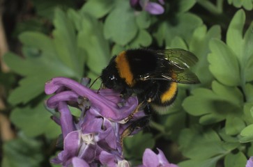 Buff-tailed or Large Earth Bumblebee (Bombus terrestris) searching for nectar