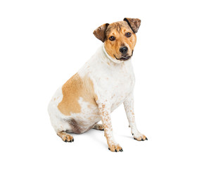 Friendly Mixed Breed Medium Size Dog Sitting on White